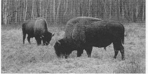 the rare wood bison bison bison athabascae on a forest